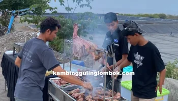 KAMBING GULING LOMBOK 5-dikonversi-dari-png